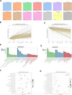 Dynamic Observation of Autophagy and Transcriptome Profiles in a Mouse Model of Bleomycin-Induced Pulmonary Fibrosis